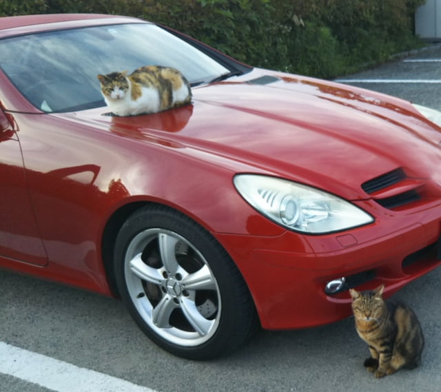 「猫が車の上に乗る」問題への対策法とは？